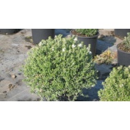 Westringia fruticosa