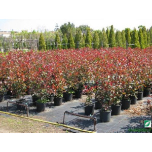 Photinia x fraseri "Red Robin"