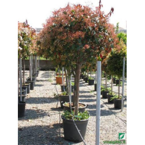 Photinia x fraseri "Red Robin"