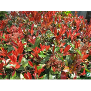 Photinia x fraseri "Red Robin"