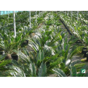 Cycas revoluta