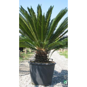 Cycas revoluta