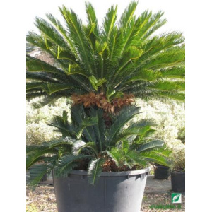 Cycas revoluta
