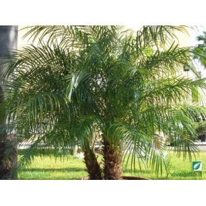 Phoenix roebelenii