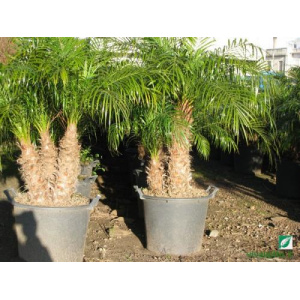 Phoenix roebelenii