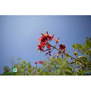 Erythrina crista-galli