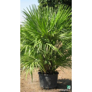Chamaerops humilis