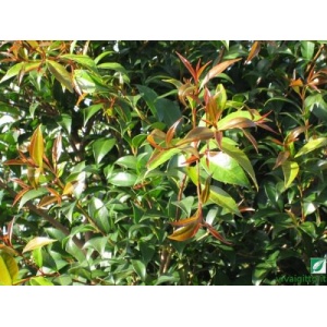 Eugenia myrtifolia