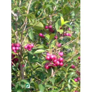 Eugenia myrtifolia