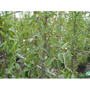 Lagunaria patersonii