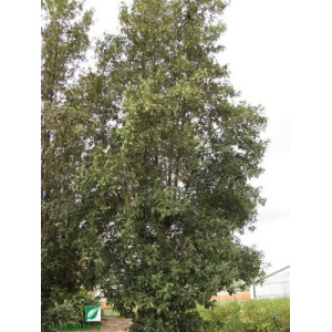 Lagunaria patersonii