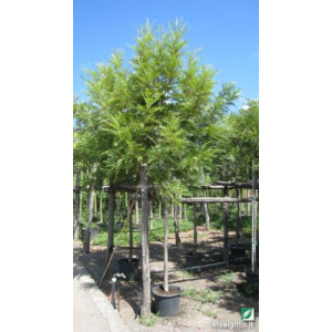 Grevillea robusta