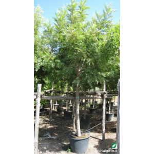 Grevillea robusta