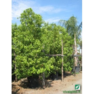 Cinnamomum camphora