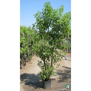 Cinnamomum camphora