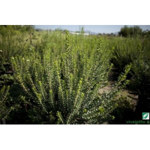Myrtus communis "Tarentina"