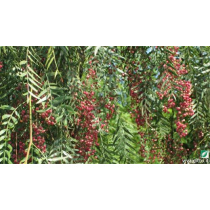 Schinus molle