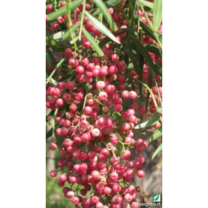 Schinus molle
