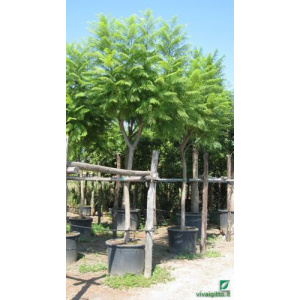 Jacaranda mimosaefolia