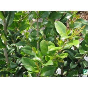 Ligustrum japonicum "Texanum"