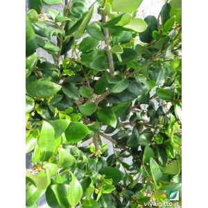Ligustrum japonicum "Texanum"