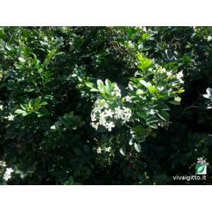 Murraya exotica