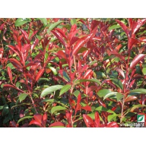 Photinia x fraseri Nana