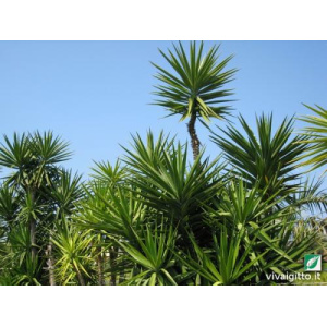 Yucca elephantipes
