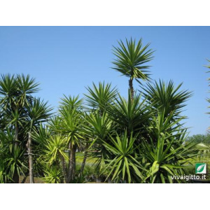 Yucca elephantipes