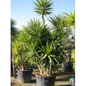 Yucca elephantipes