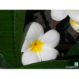 Plumeria Acutifolia (Frangipani)