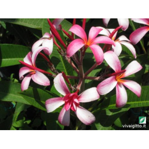 Plumeria Rubra (Frangipani)