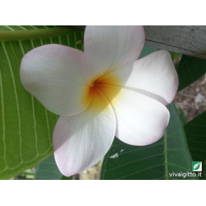 Plumeria Rubra (Frangipani)