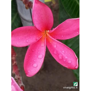 Plumeria Rubra (Frangipani)