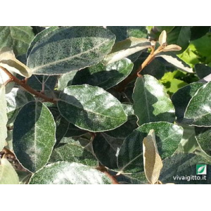 Elaeagnus Ebbingei