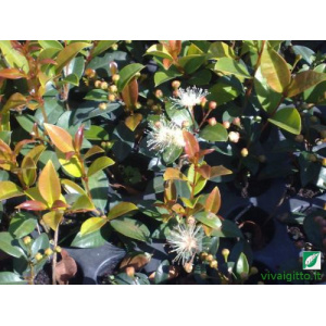 Eugenia myrtifolia (Newport)