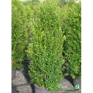 Eugenia myrtifolia (Newport)