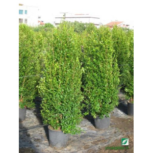Eugenia myrtifolia (Newport)