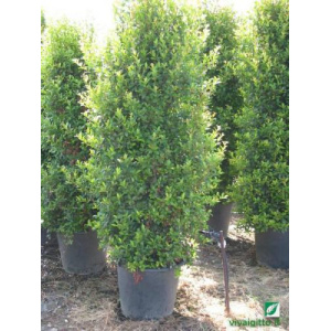 Eugenia myrtifolia (Newport)