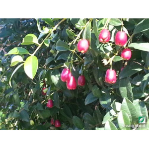 Eugenia myrtifolia (Newport)