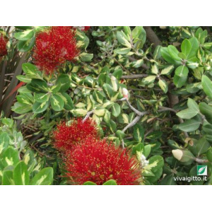 Metrosideros Kermadecensis Variegata