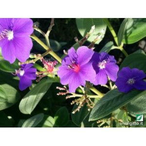 Tibouchina Grandifolia
