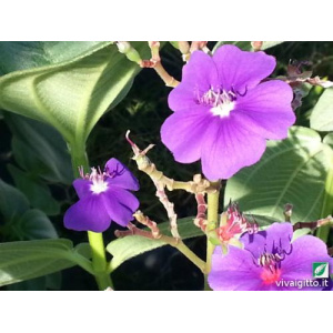 Tibouchina Grandifolia