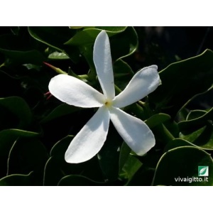 Carissa Macrocarpa (Grandiflora)