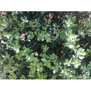 Metrosideros excelsa