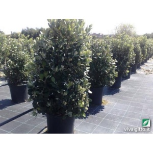 Metrosideros excelsa
