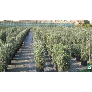 Metrosideros excelsa