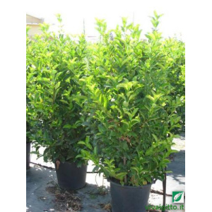 Viburnum tinus Lucidum