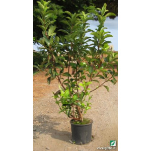 Viburnum tinus Lucidum
