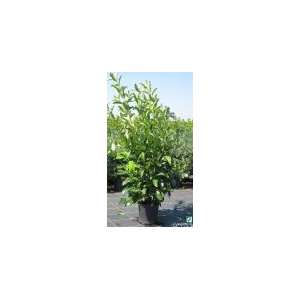 Viburnum tinus Lucidum